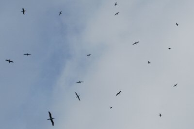 Die vielen Vögel kreisen über unserem Boot beim Vogelfelsen Runde.